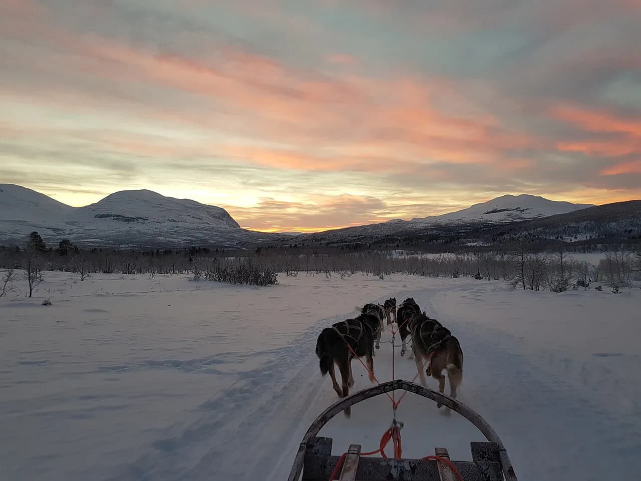 Abisko Husky Safari: Dog Sledding Tours and How to Choose