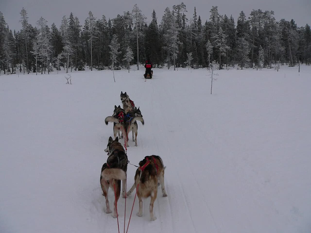 Akureyri Husky Safari: Sledding, Hikes and Kennel Visits
