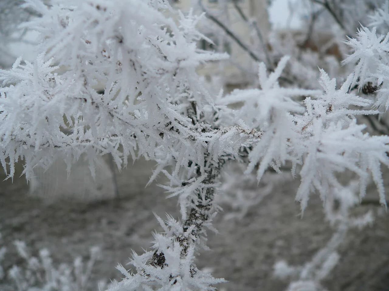 Akureyri in November: Daylight, Snow and Aurora Nights