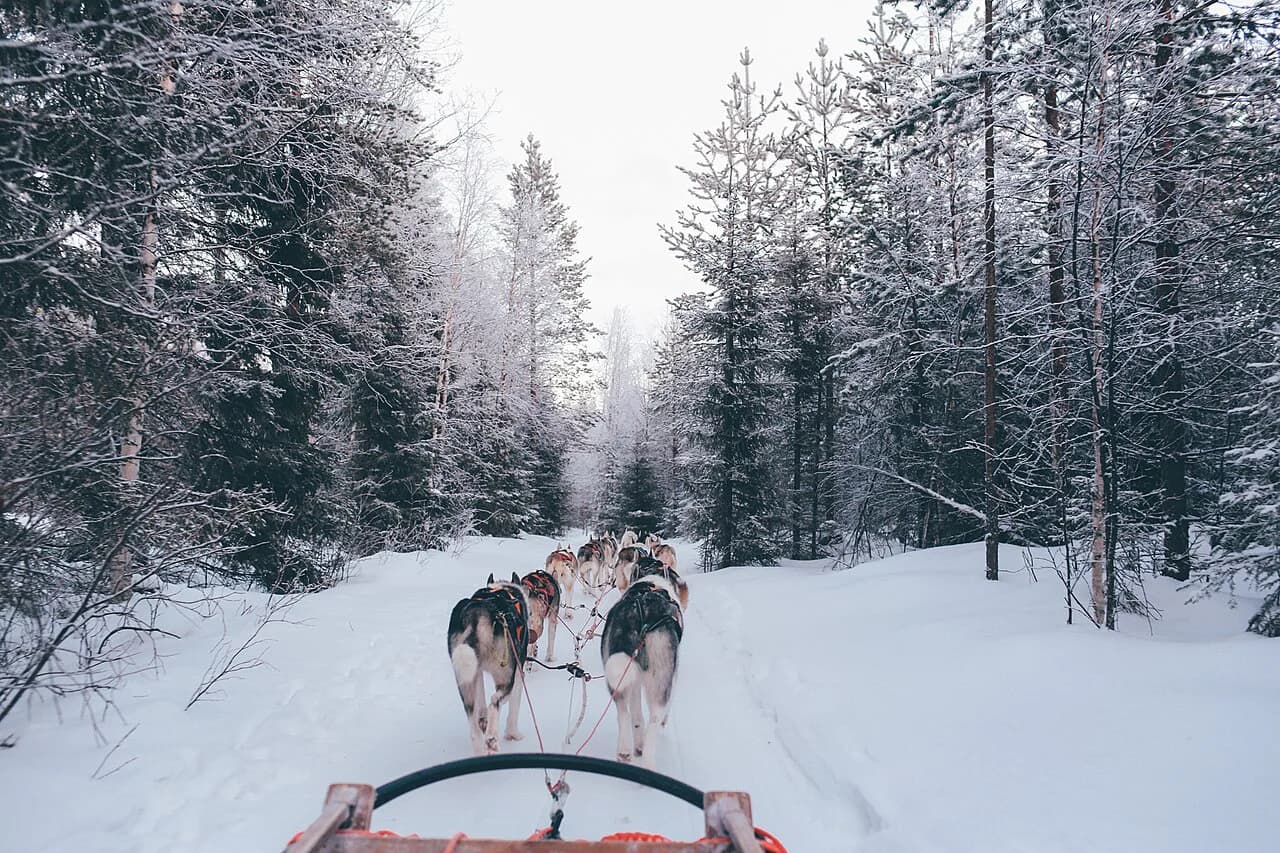 Husky Sledding in Lapland and Iceland: How to Choose a Safari