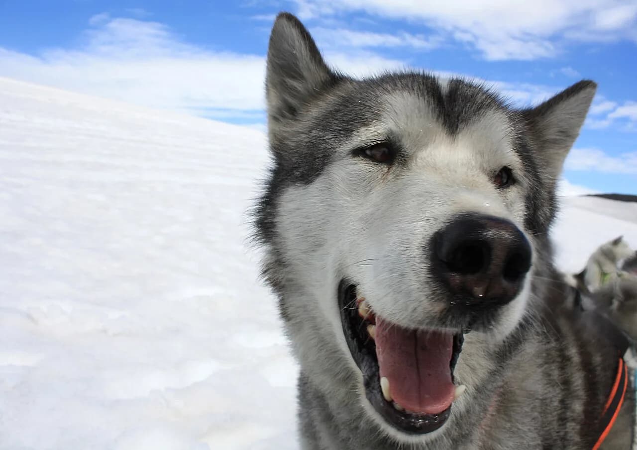 Iceland Husky Safari Guide: Compare Dog Sledding Tours