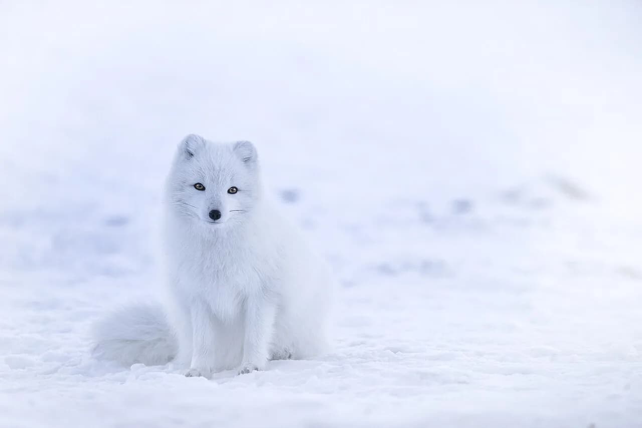 Iceland in March: Daylight, Weather and Northern Lights Odds