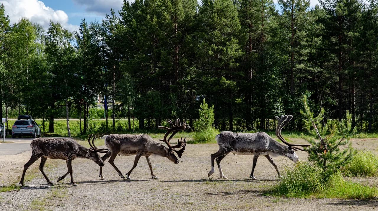 Inari Reindeer Farms Guide: Choose Your Best Visit