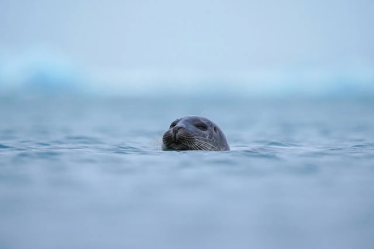 Jökulsárlón in January: Ice Caves & Aurora Nights