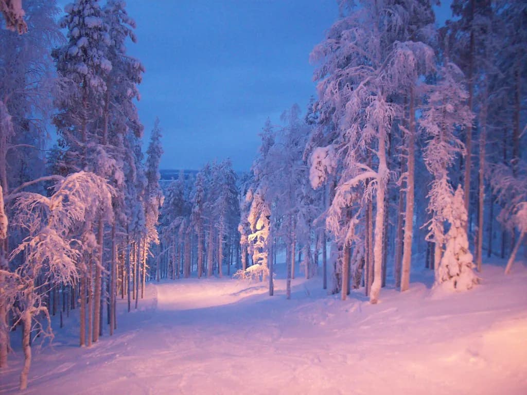 Levi Husky Safari: Sled Lengths, Prices and How to Book