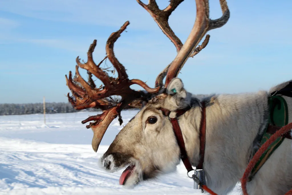 Levi in March: Late-Season Snow & Aurora Guide
