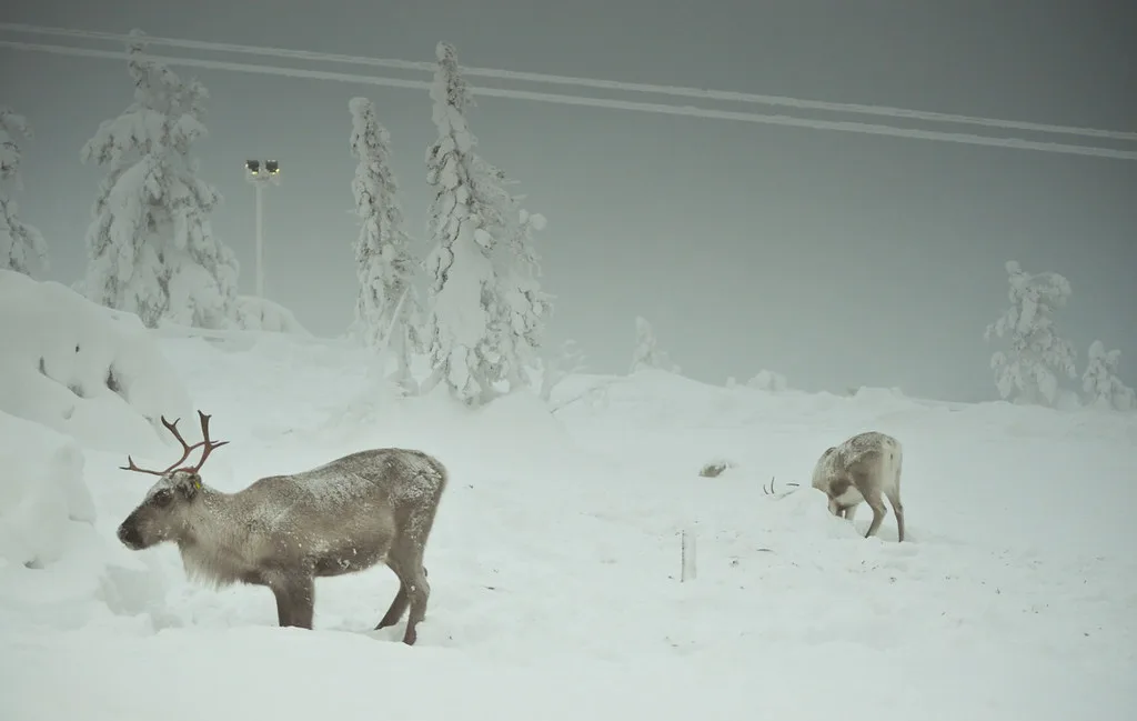 Levi Reindeer Safari Guide: Farm Visits, Sled Rides, Prices