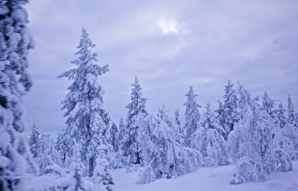 Snowshoeing in Levi: Guided Tours & Night Trail Tips