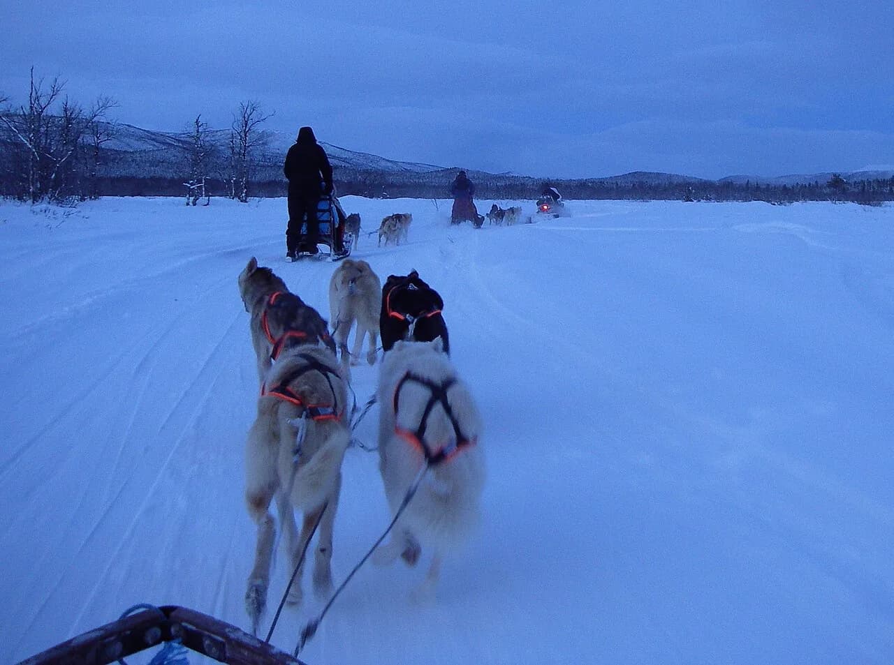 Luleå Husky Safari Guide: Tours, Prices and Aurora Evenings