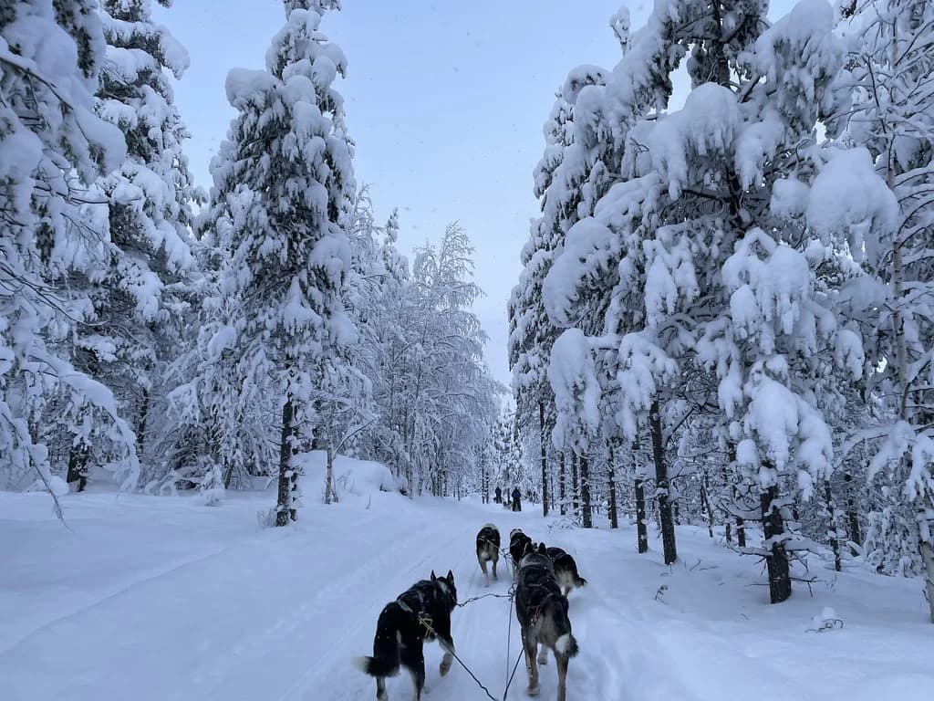 Luosto Husky Safaris: 5 km and 10 km Sledding Tours Compared