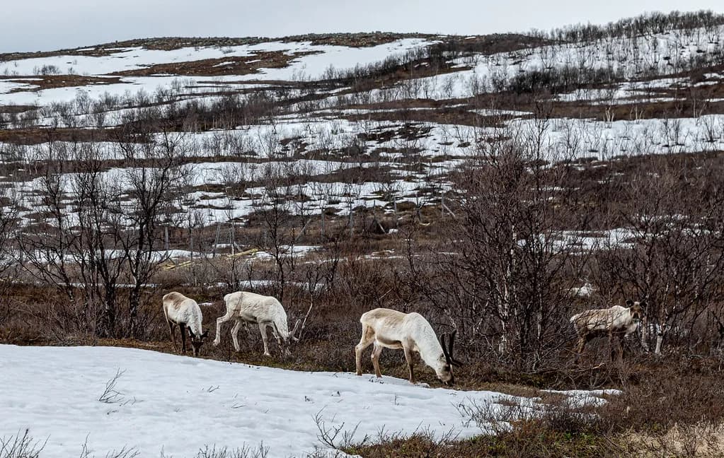 New Year in Finnish Lapland: Rovaniemi & Aurora Guide