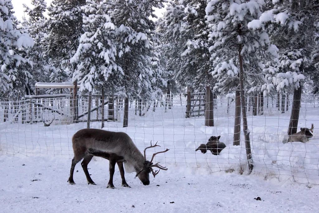 Nutti Sámi Siida in Jukkasjärvi: Inside Swedish Lapland