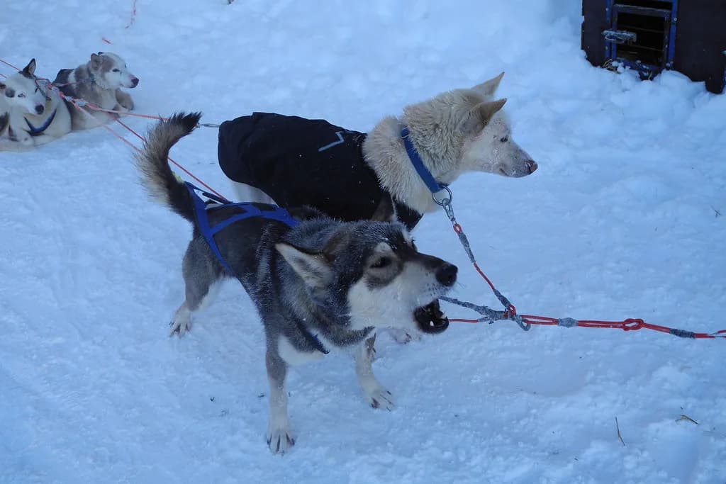 Rovaniemi Husky Safari: Sled Lengths, Prices and Operators
