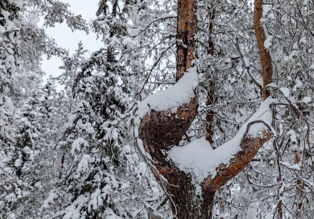 Ice Fishing in Rovaniemi: Tours, Lakes and What's Included