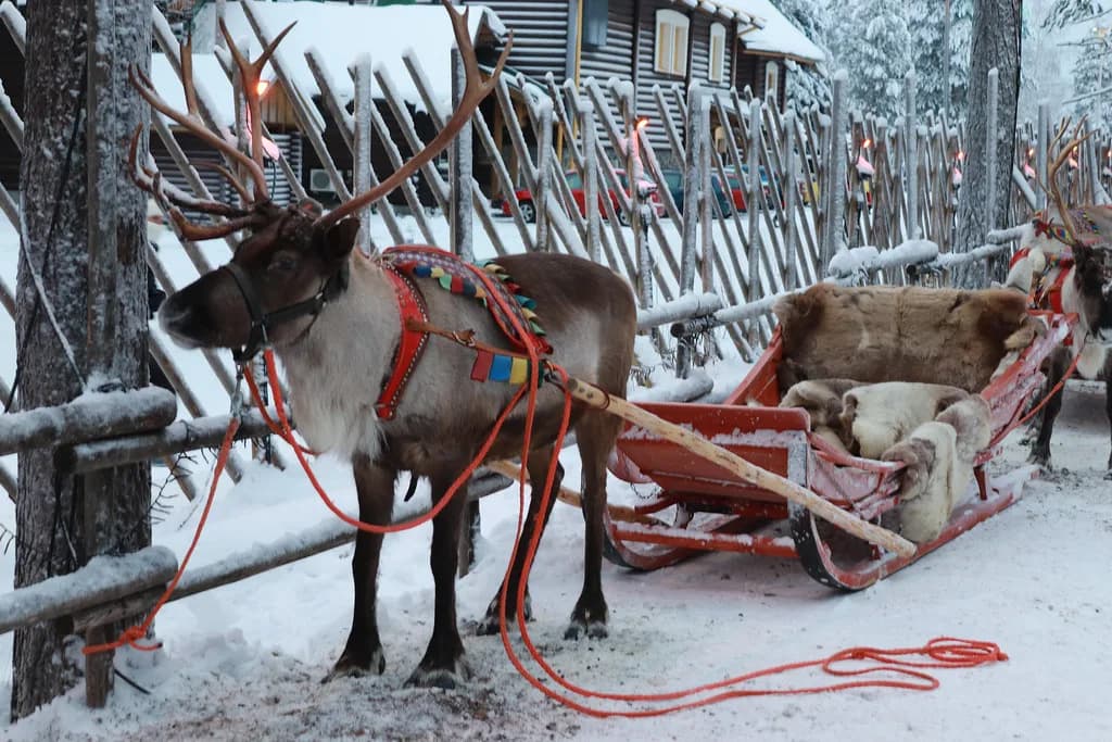 Rovaniemi Reindeer Safari: Rides, Farms & Aurora Nights