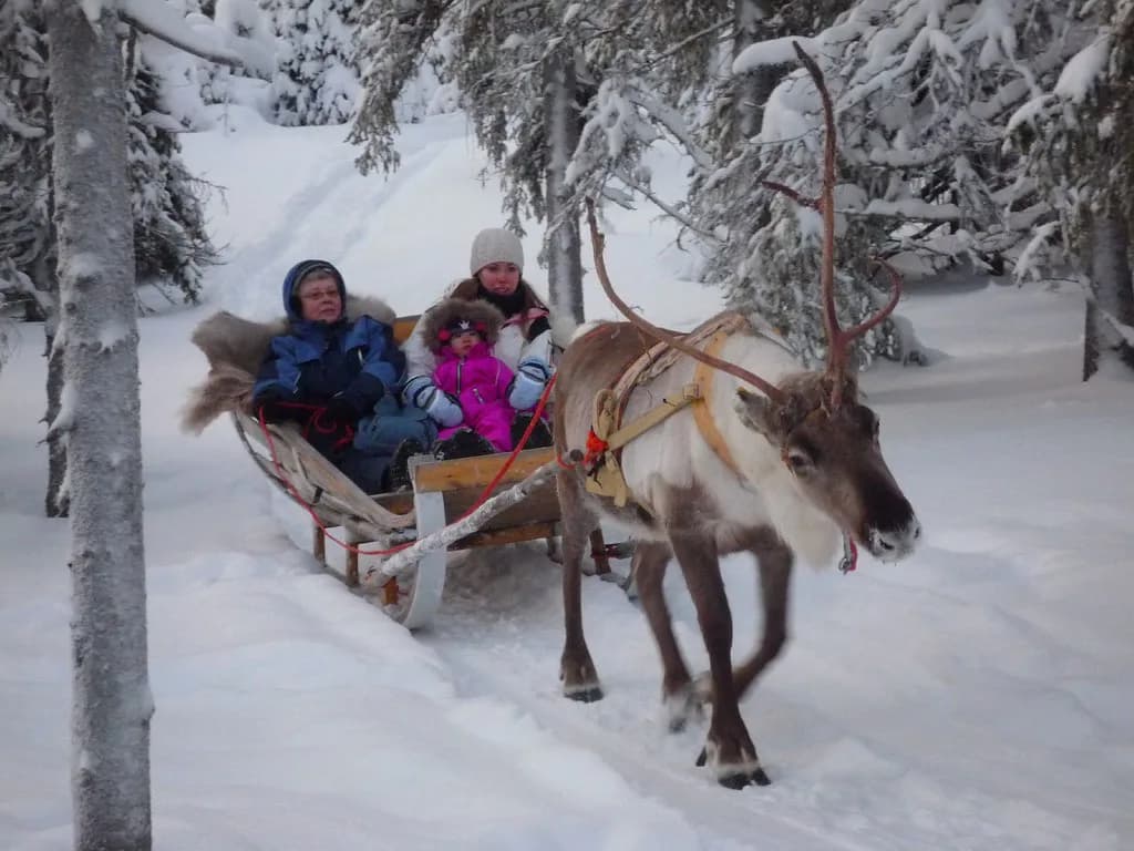 Ruka Reindeer Safari: Farm Visits, Sleigh Rides and Prices