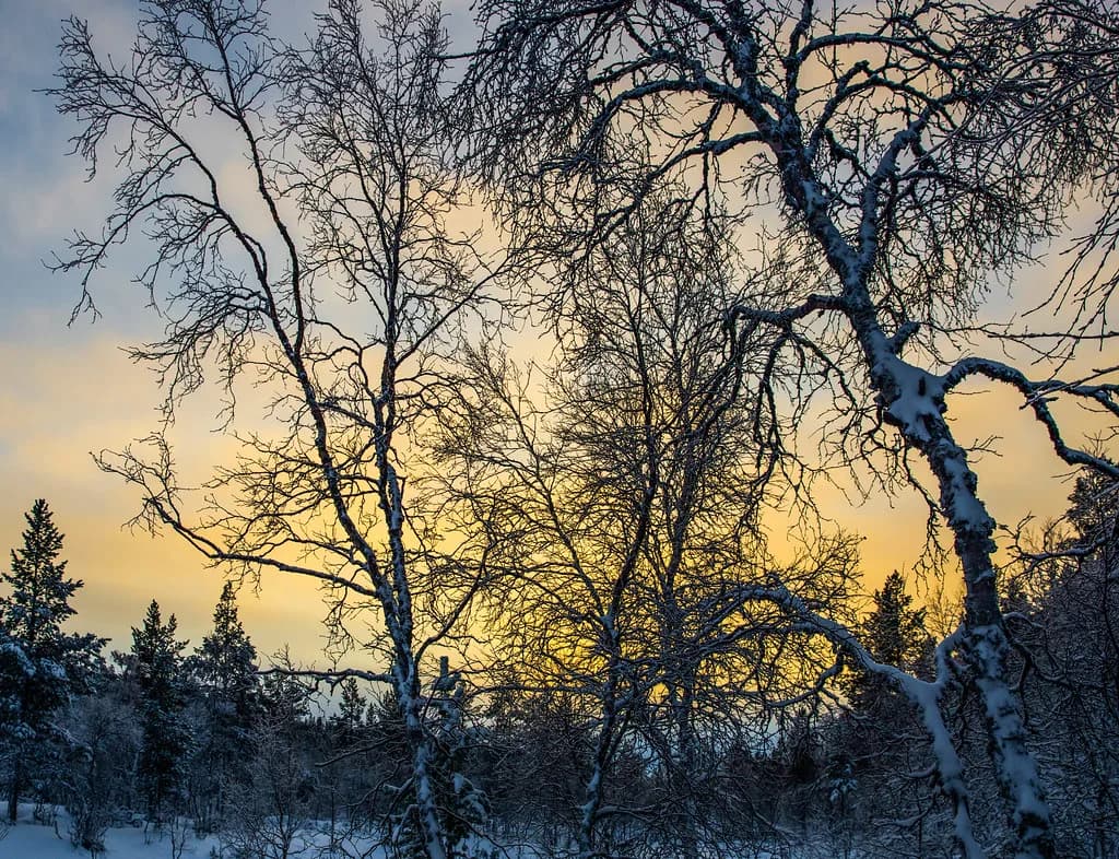 Ice Fishing in Saariselkä: Which Winter Tour to Pick