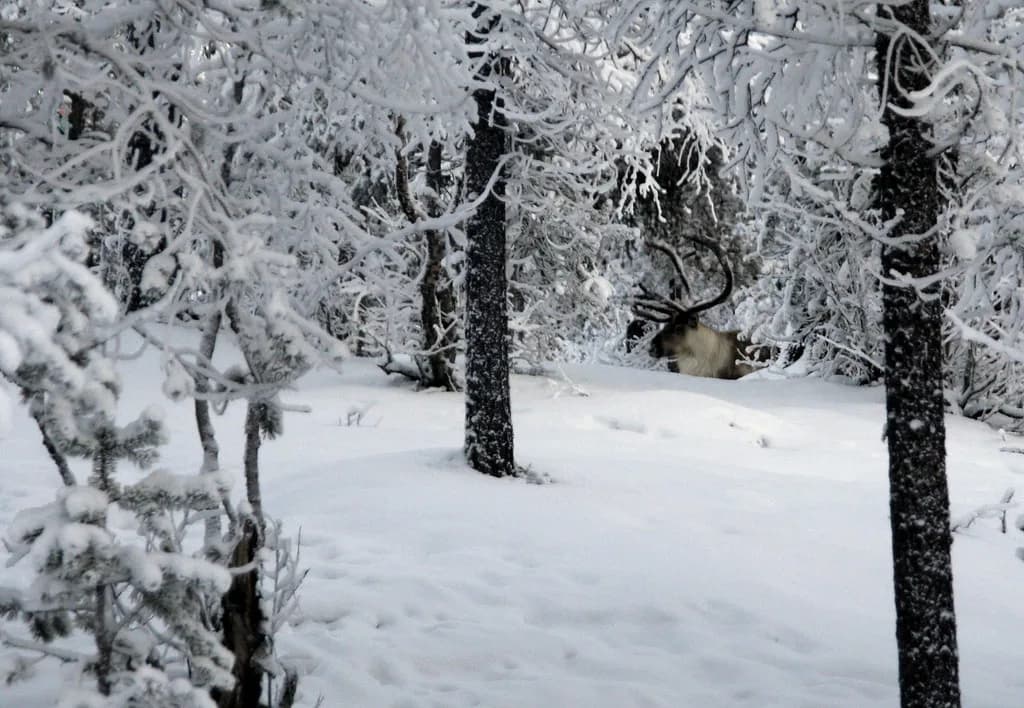 Saariselkä Reindeer Safari: Sleigh Rides & Farm Tours