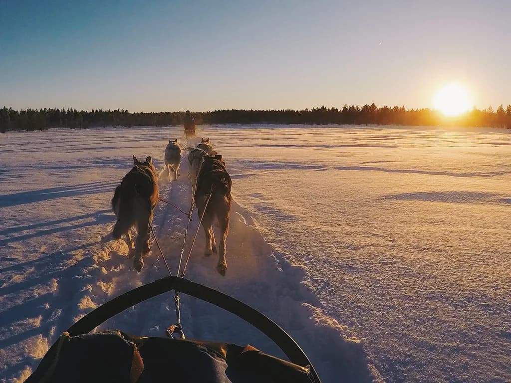 Swedish Lapland Husky Safari: Day Rides and Multi-Day Tours
