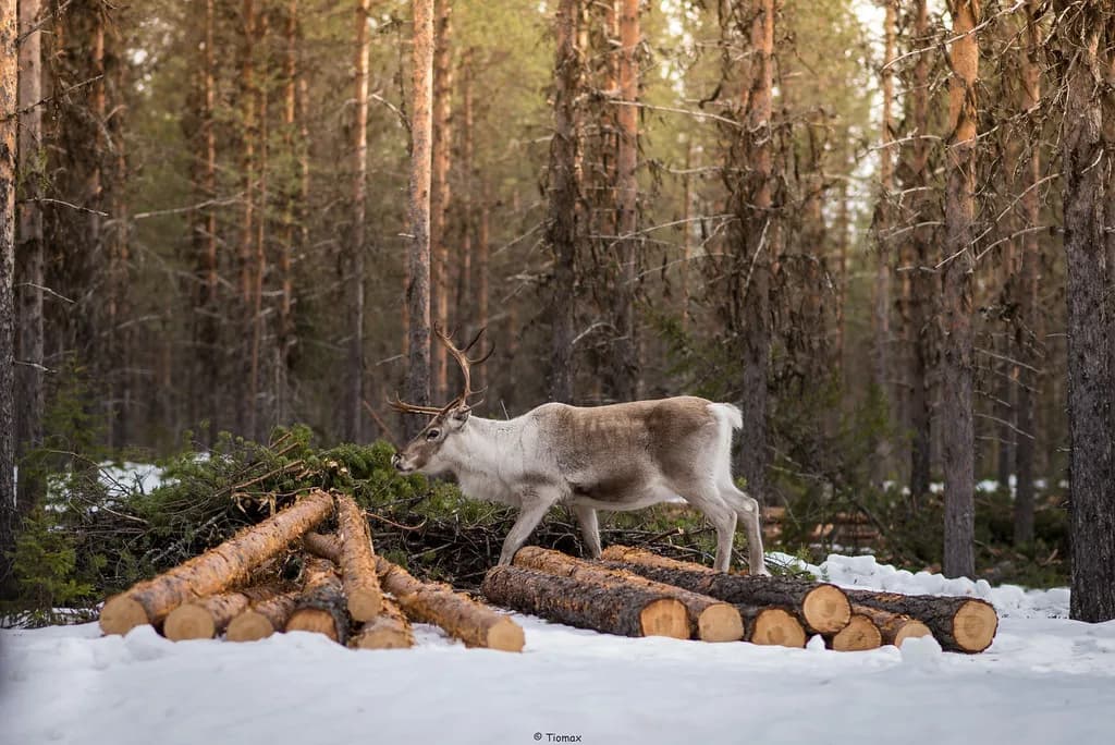 Swedish Lapland Reindeer Safari: Sleigh Rides and Sami Farms