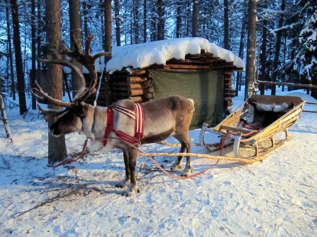Finnish Lapland Reindeer Safari: Rides, Farms & Aurora Trips