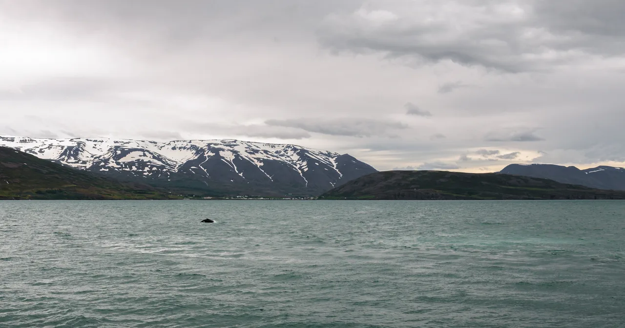 Humpback, Akureyri