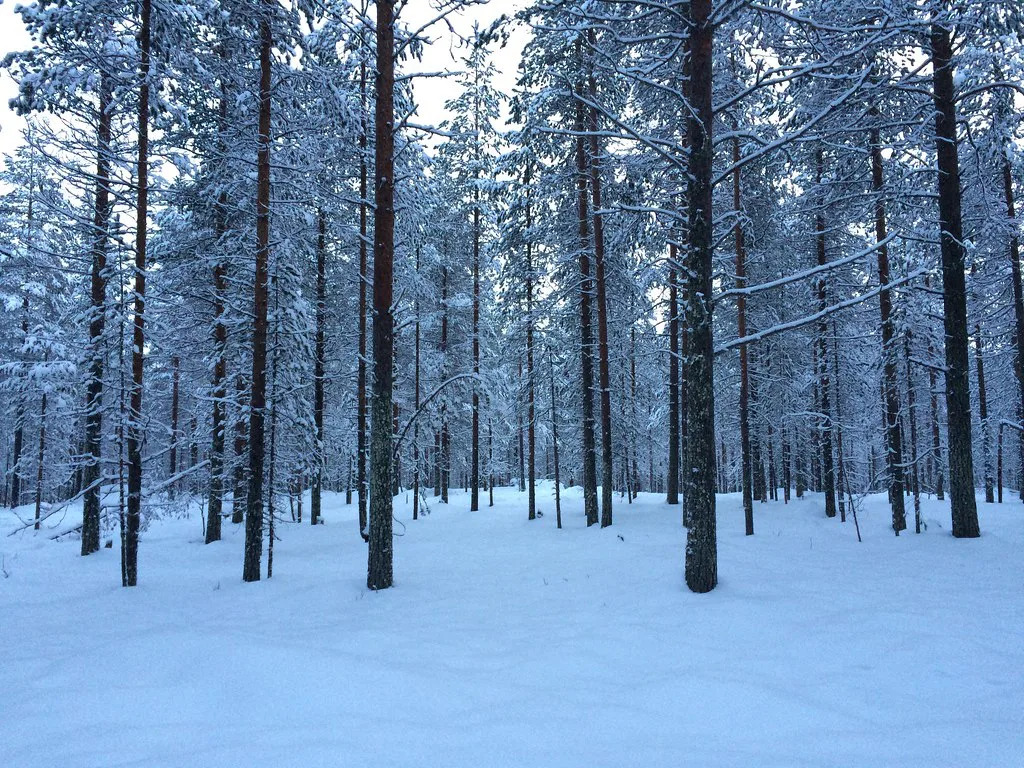 Santa Claus's searching, Rovaniemi