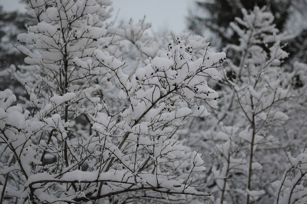 Puun lumisia oksia, Rovaniemi