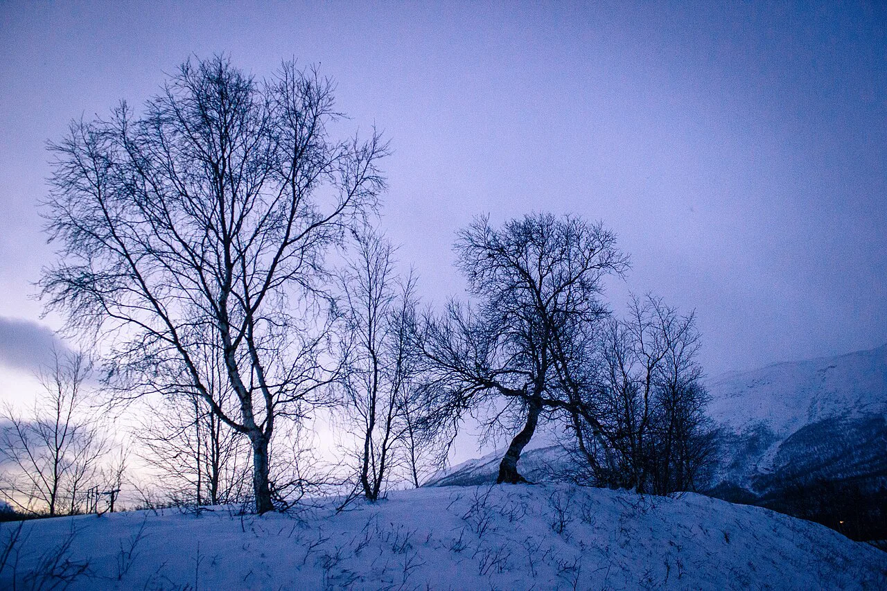 Árbores en Abisko