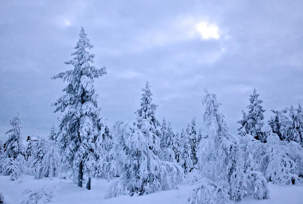 Luminen metsä, Levi
