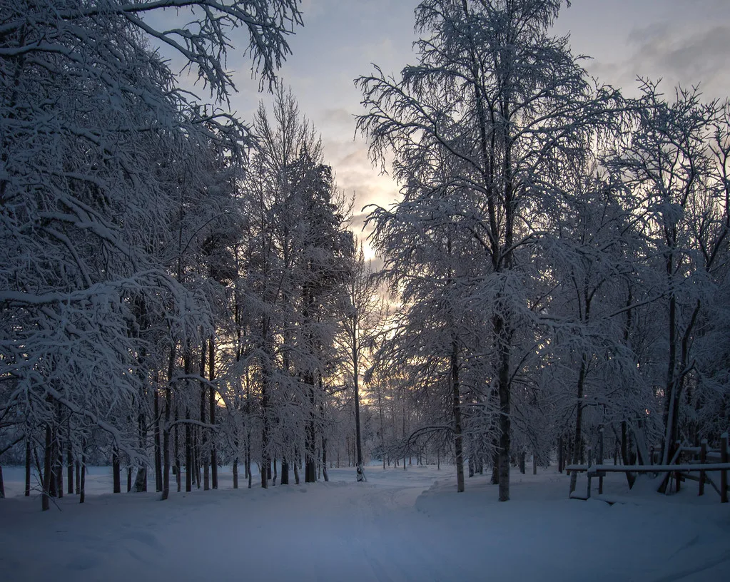 Forêt boréale, Finnish Lapland