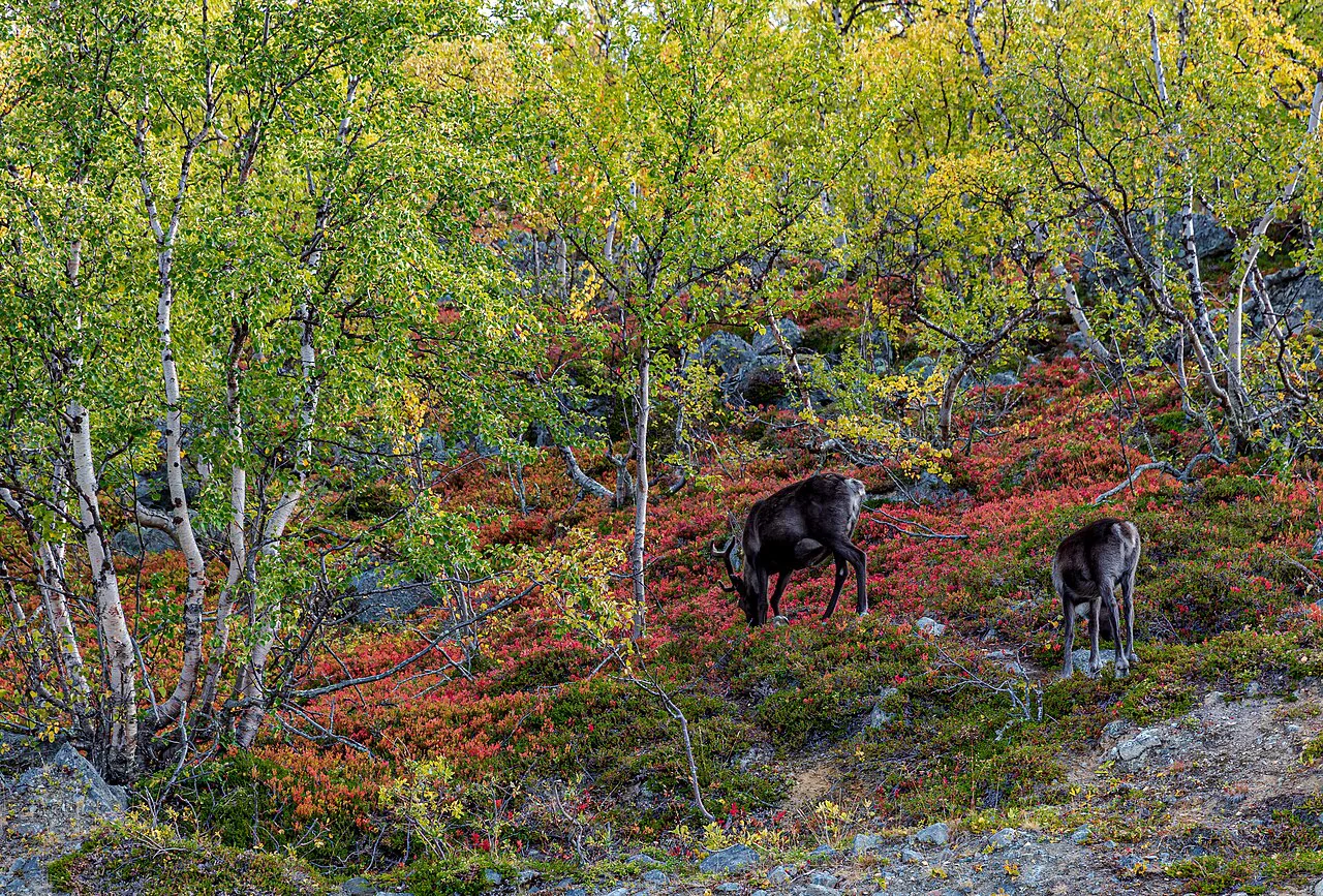 Reindeer in Kilpisjärvi, Enontekiö, Finnish Lapland, September
