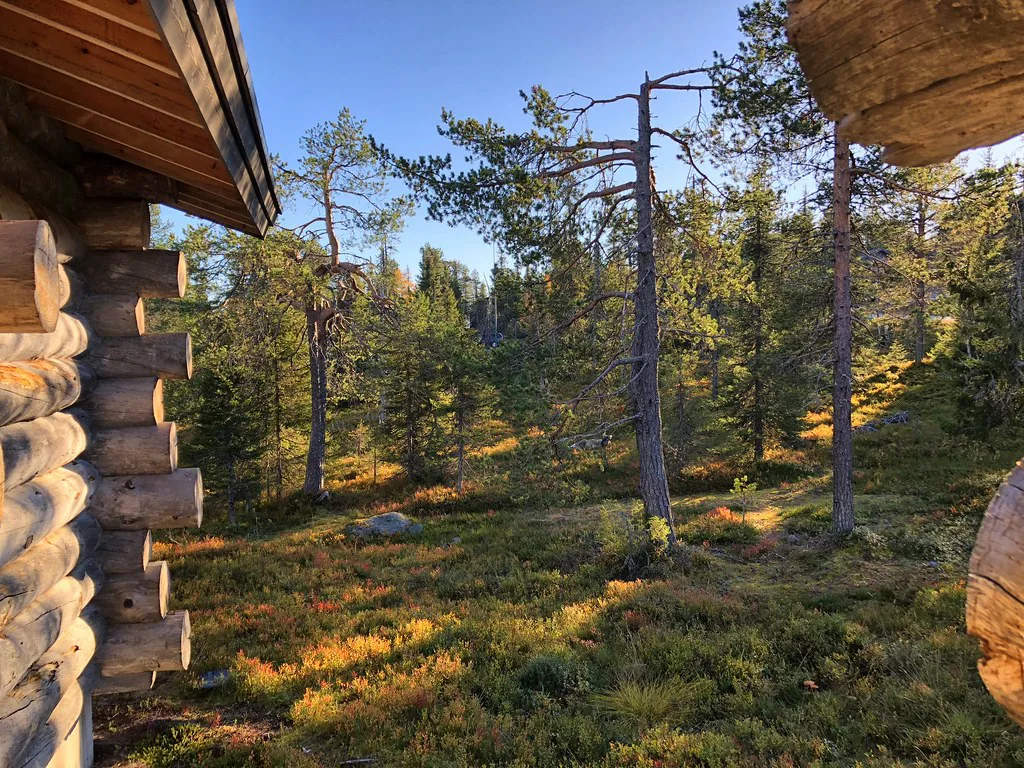 Spot the Reindeer, Finnish Lapland