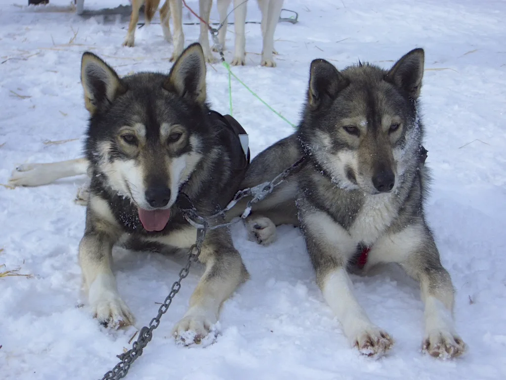 The huskies take a break, Europe