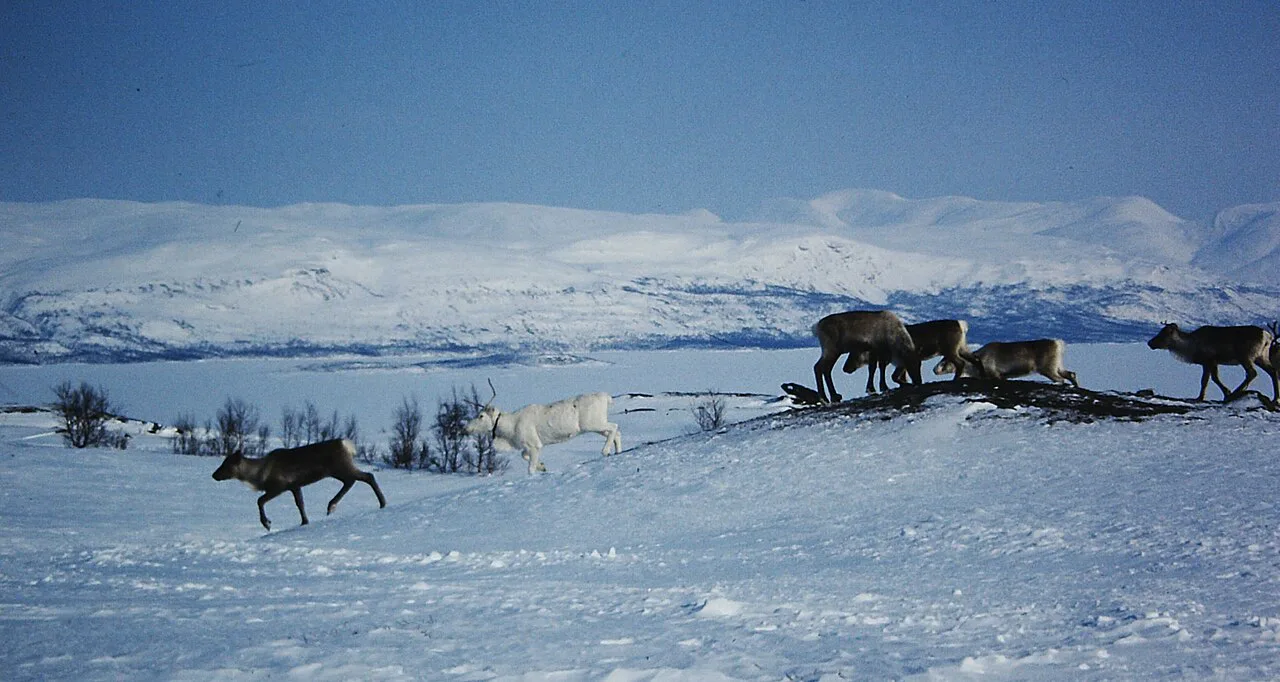 Reindeers at Lake Torneträsk, Abisko area, Swedish Lapland