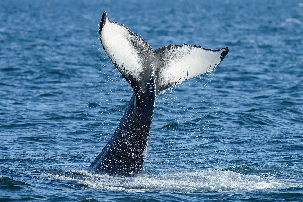 Humpback whale lobtailing Photo by Giles Laurent, Iceland