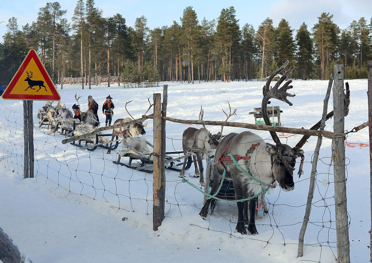 Reindeer farm, Inari, Suomi - Finland f