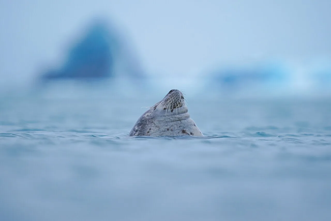 Wild smiling harbor seal at Jökulsárlón (Iceland) Photo by Giles Laurent