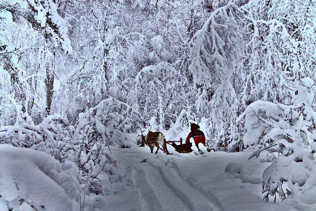 Hietaliete forest in snow with reindeer sled, Kemi