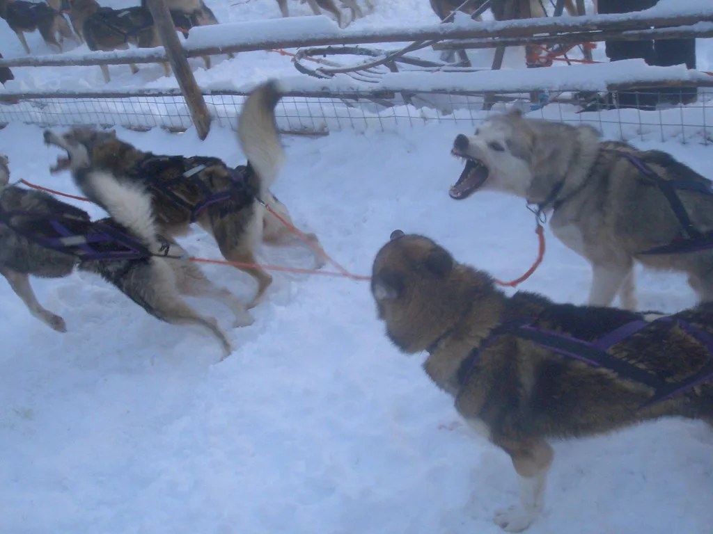 my dogs, showing their first class husky attitude, Levi