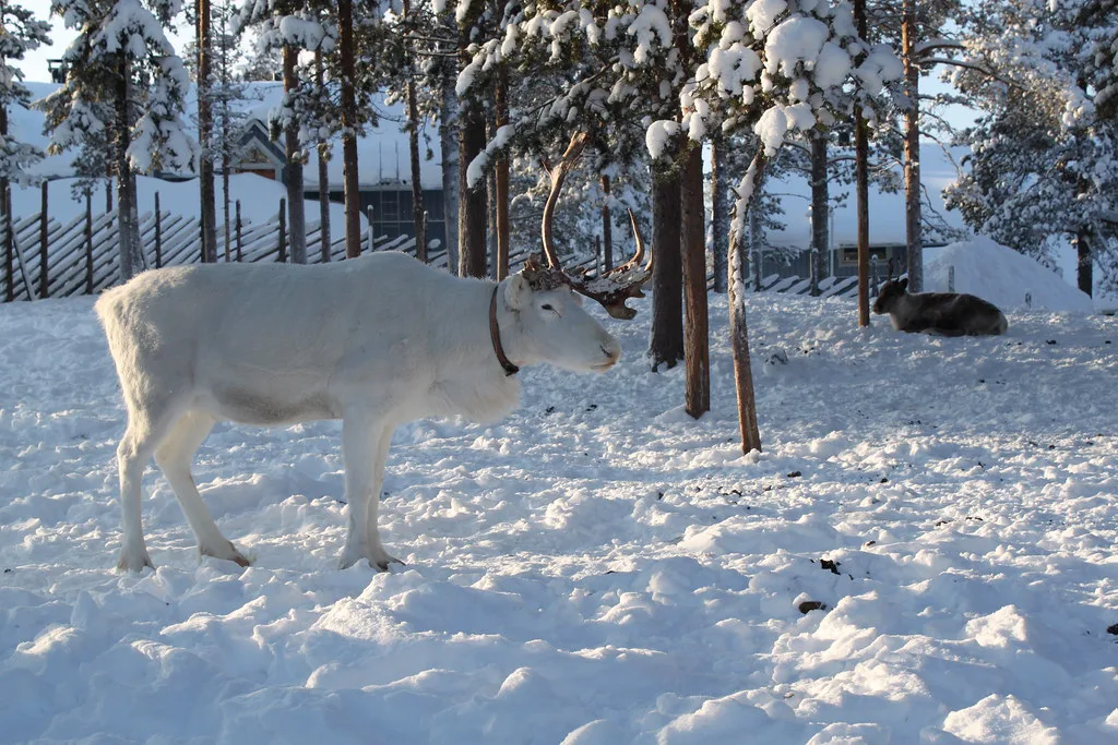 White reindeer, Levi