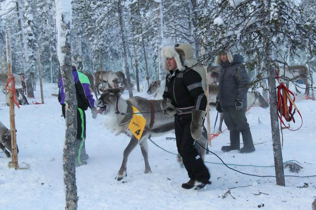 Levi Reindeer Race