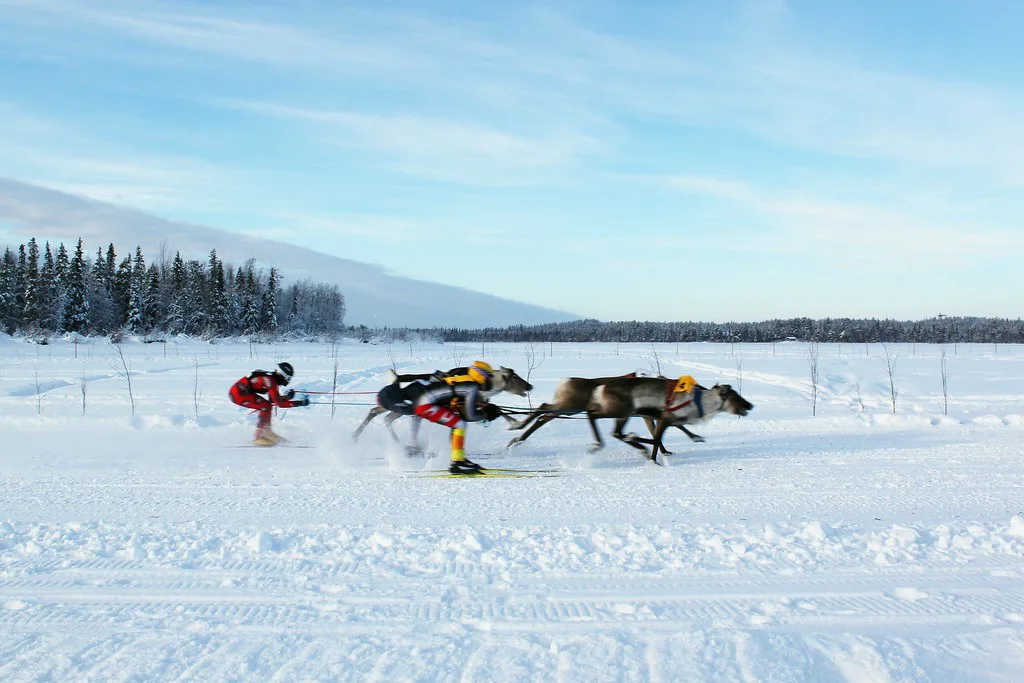 Levi Reindeer Race