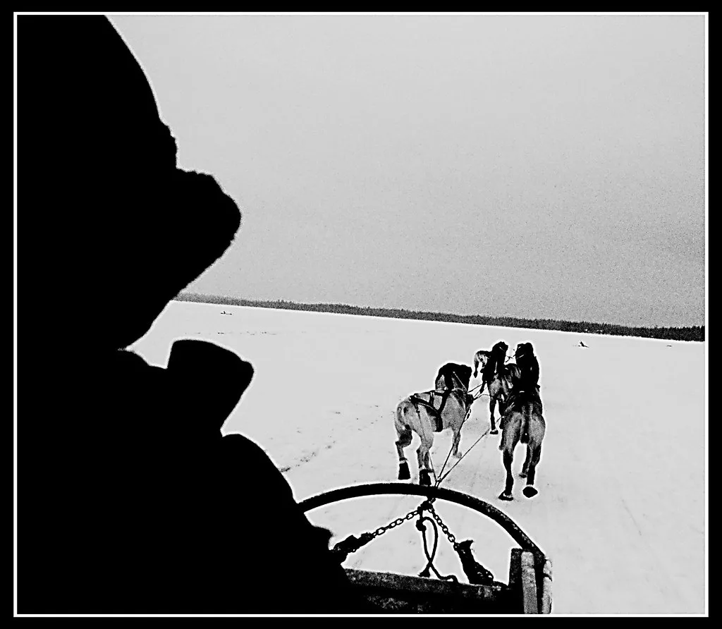 "mushing" the pack, Rovaniemi
