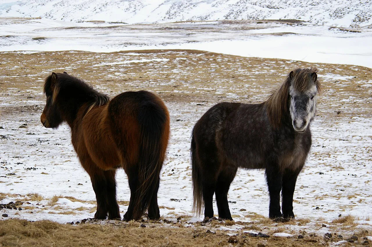 Mývatn, Iceland