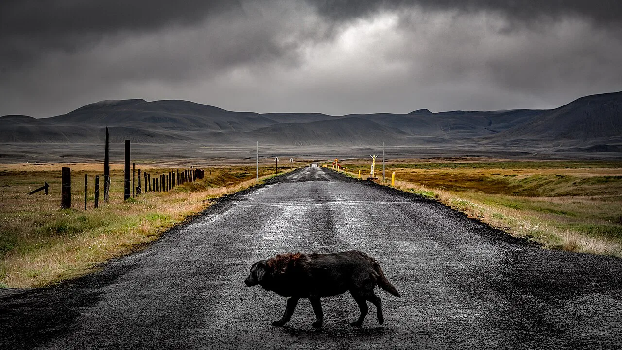 A Dog's Life in Iceland, Mývatn