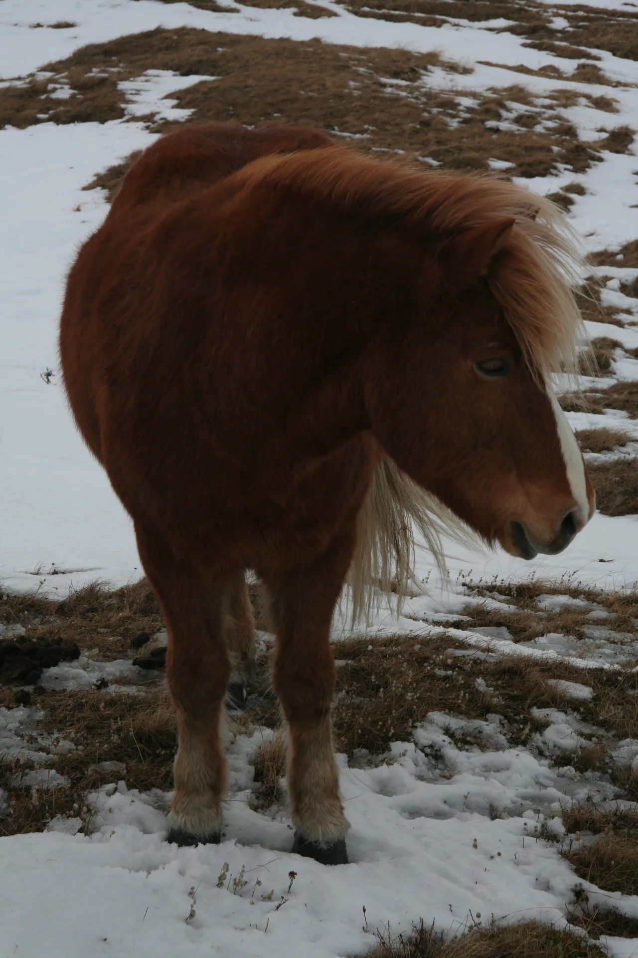 Winter in Mývatn, Iceland