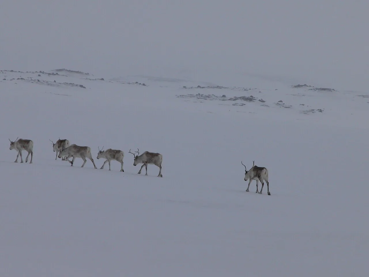 File-Iceland, Mývatn