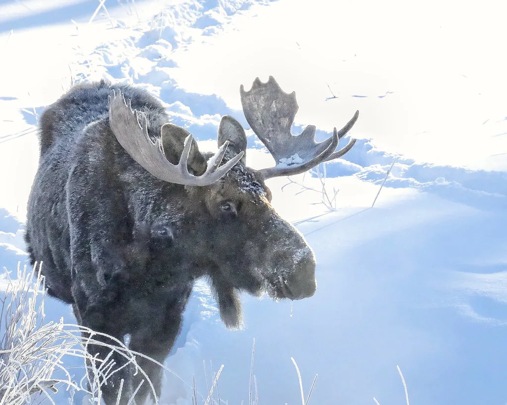 Bullwinkle, Europe