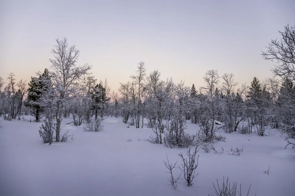 Winter, Swedish Lapland